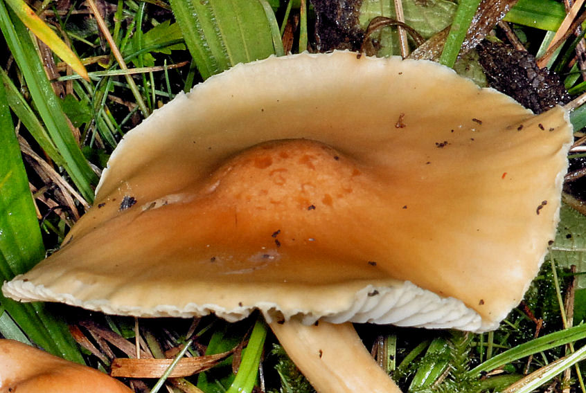 Hygrophoracee